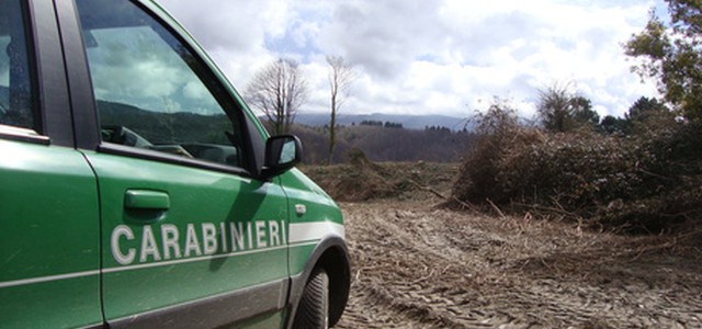 Taglio abusivo alberi, quattro denunce