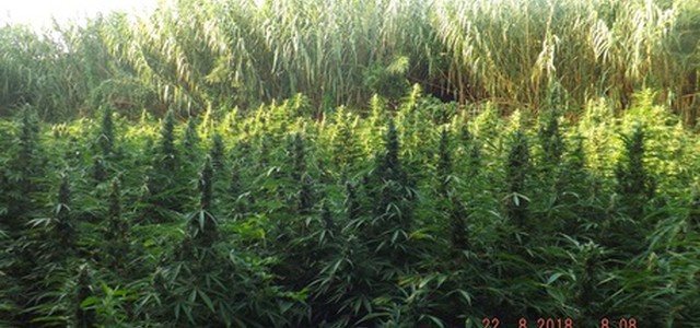 Sequestrate 7 mila piante di marijuana