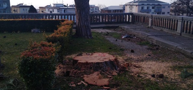 Alberi abbattuti a Catanzaro, Codacons: "Sospendere immediatamente taglio"