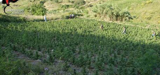 Scoperte 7500 piante di Marijuana