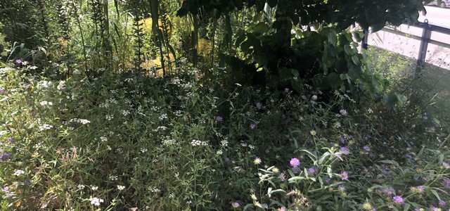 #FareperCatanzaro: partito lo sfalcio nel Parco di Viale Bizantini del quartiere Sala.