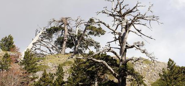 Nel Pollino, a dimora piante autoctone