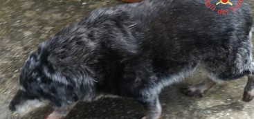 Catanzaro, i Vigili del fuoco salvano la vita di un cane  incastrato in intercapedine (FOTO)